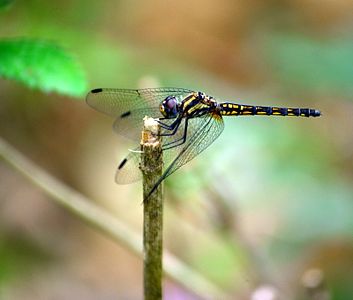 Trithemis festiva (പെൺതുമ്പി)