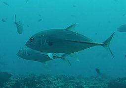 Une carangue à gros yeux (Caranx sexfasciatus)