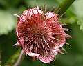 Knikkend nagelkruid (Geum rivale)