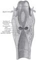 Coronal section of larynx and upper part of trachea