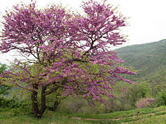 Albero di Giuda, sul sentiero di San Bernardino