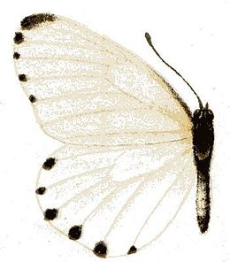 Mylothris phileris.JPG