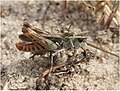 Myrmeleotettix maculatus