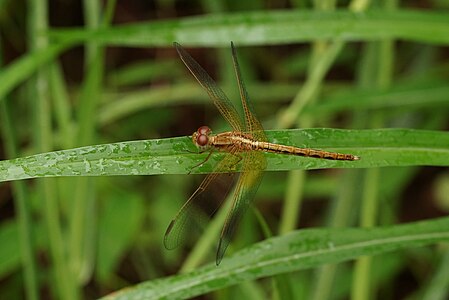 Neurothemis intermedia (ഇളംപ്രായമുളള ആൺതുമ്പി)