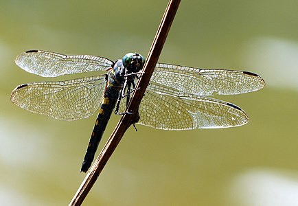 Onychothemis testacea (പെൺതുമ്പി)