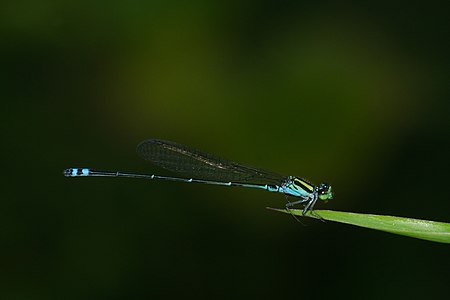 Pseudagrion indicum (ആൺതുമ്പി)