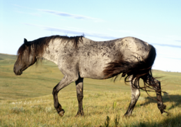 Blue-Moon-Roan-Nokota-Stallion-2.png