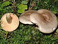 Miniatură pentru Lactarius pyrogalus