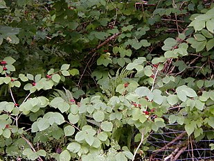 Berries