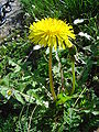 Taraxacum officinale