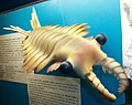 Model Anomalocarisa, múzeum Canberra