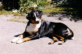 Appenzeller sennenhond