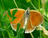 Moserandøje Coenonympha tullia