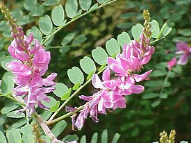 Väri-indigon (Indigofera tinctoria) kukintoja.