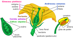 Partes de uma flor.