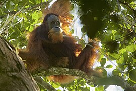 Parbol (Pongo tapanuliensis)