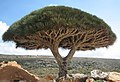 Image 5dragon's blood tree (Dracaena cinnabari) in Socotra