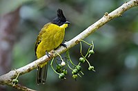 Photo of a yellow bird with an erect black crest