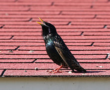 Birdsinging03182006.JPG