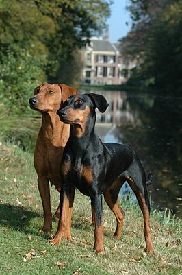 Twee Duitse pinschers, teefjes, in de toegestane kleuren Black & Tan en Rood