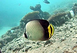 Un poisson-papillon peint (Chaetodon decussatus)