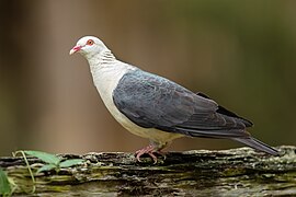 Columba leucomela - Brunkerville