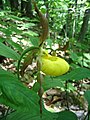 Cypripedium parviflorum