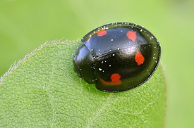 Nelitäpläpirkko (Exochomus quadripustulatus)