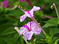 Nocenka jalapská (Mirabilis jalapa)