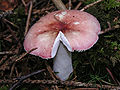 Russula betularum