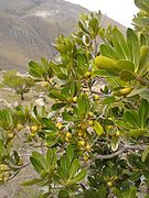 Folhas e frutas verdes, montanha ao fundo