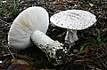 Amanita strobiliformis