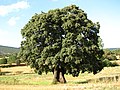 «Carrasca de las Raboseras», en Alobras (Teruel).