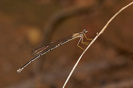 Copera marginipes (പെൺതുമ്പി)