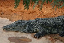 Crocodilo-do-nilo (Crocodylus niloticus)