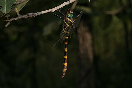 Epophthalmia vittata (ആൺതുമ്പി)