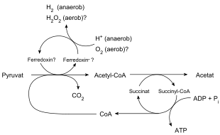 De reactiepaden die verlopen in een hydrogenosoom omtrent ATP-synthese.