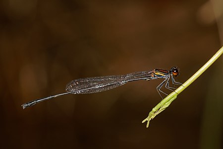 Prodasineura verticalis (ആൺതുമ്പി)