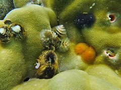 Un groupe de vers "arbre de Noël" (Spirobranchus giganteus) dans une colonie de corail du genre Porites.