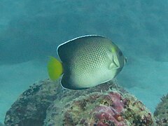 Un poisson-ange à queue blanche (Apolemichthys xanthurus)