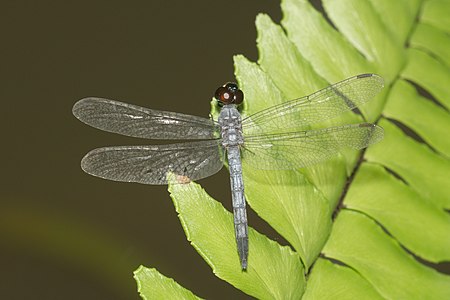 Brachydiplax sobrina (ആൺതുമ്പി)