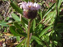 Bunghișor unguresc (Erigeron hungaricus)