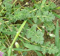 La rosette d'Erodium cicutarium ressemble à celle de la carotte mais n'a pas son parfum caractéristique.