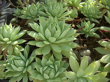 Graptopetalum macdougallii