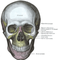 Visione frontale del cranio.