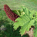 Kvetoucí barota čilská (Gunnera tinctoria)