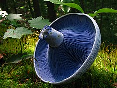 The underside of a circular mushroom cap, showing closely spaced blue lines radiating from the central stem. The light blue mushroom stem is broken, and its torn flesh is colored a dark blue. In the background can be seen trees, mosses, and leaves of a forest.