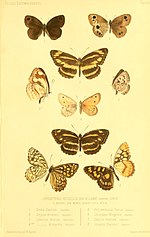 Thumbnail for List of butterflies of China (Nymphalidae)