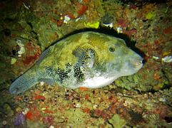 Un Poisson-ballon à points bleus (Arothron caeruleopunctatus)