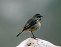 Bluethroat.